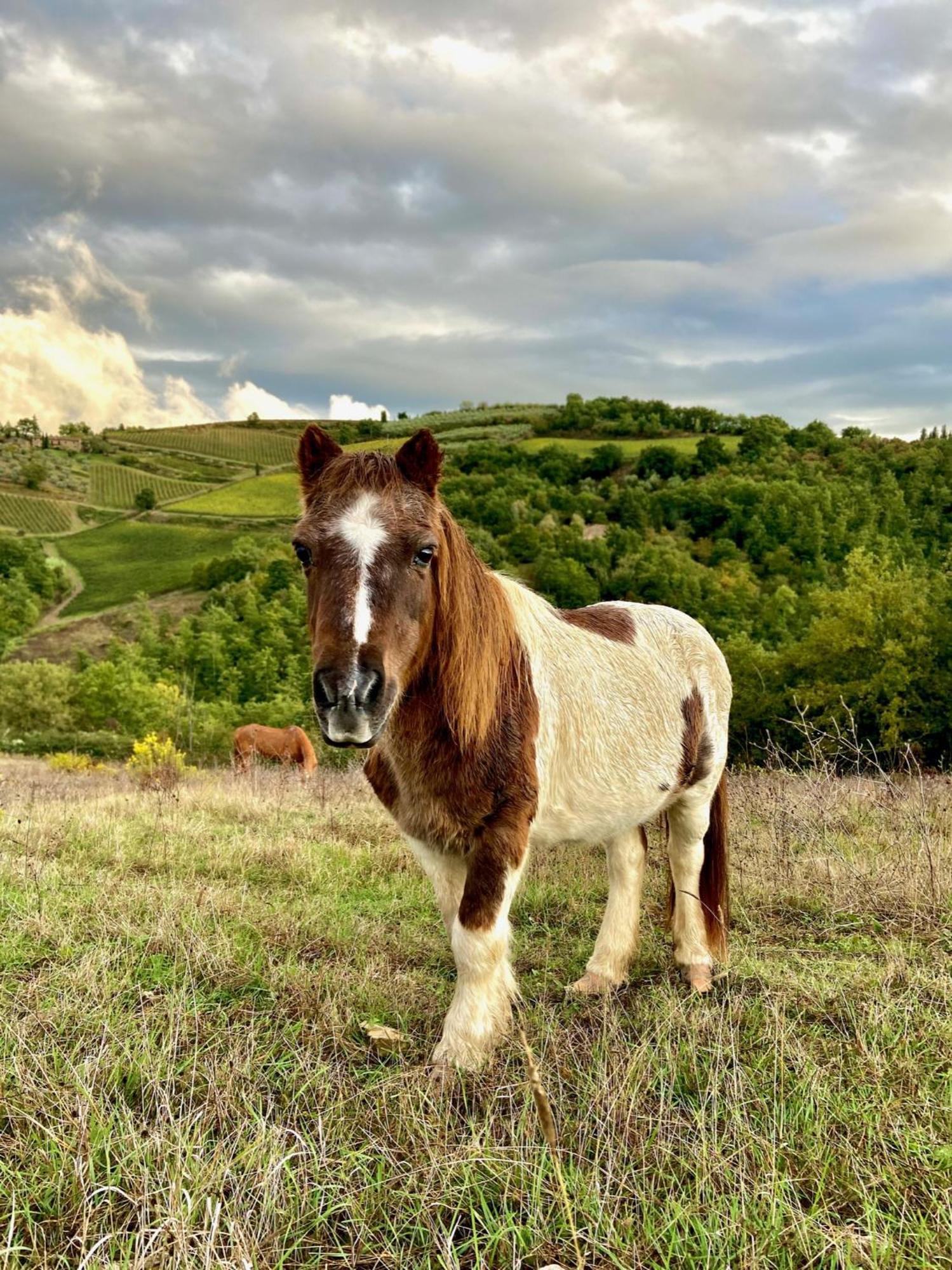 Rignana Estate Βίλα Greve in Chianti Εξωτερικό φωτογραφία